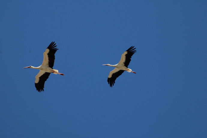 Deux cigognes blanches en vol